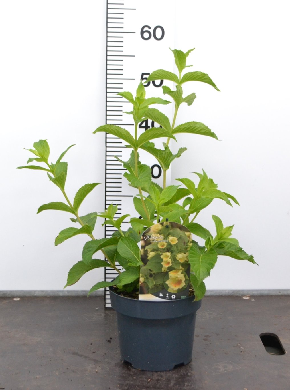 Weigela middendorffiana - C3 20-40 CM